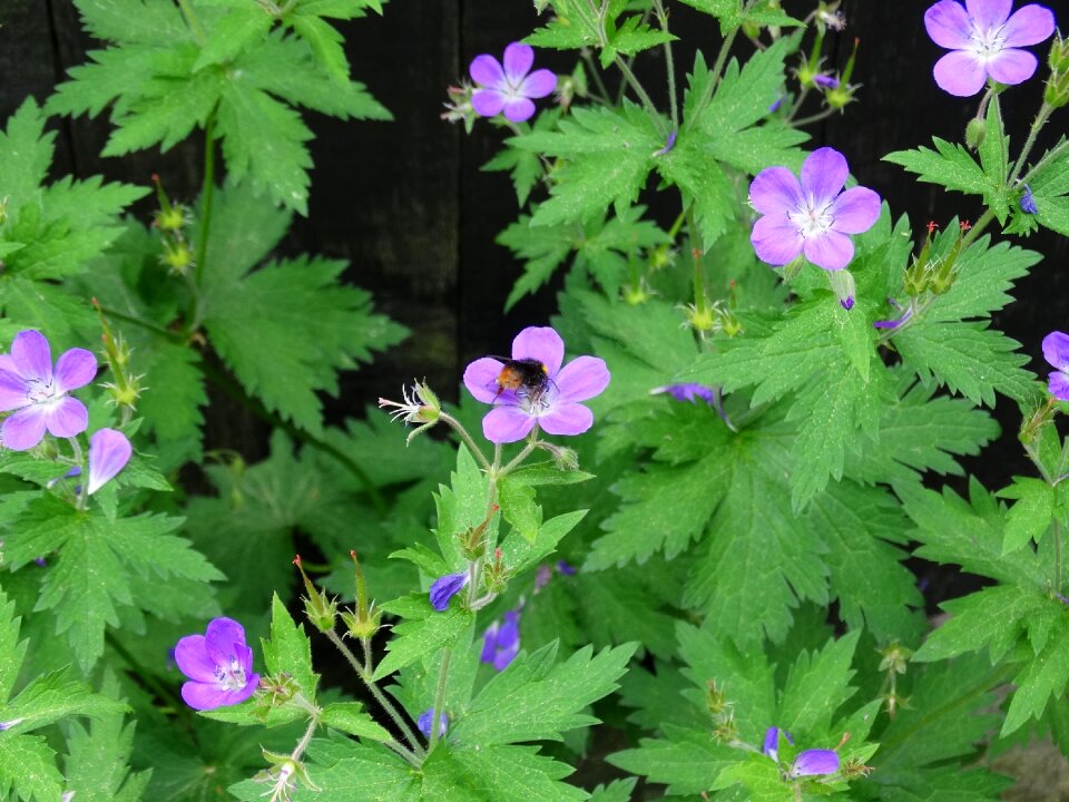 Nature pink purple flower