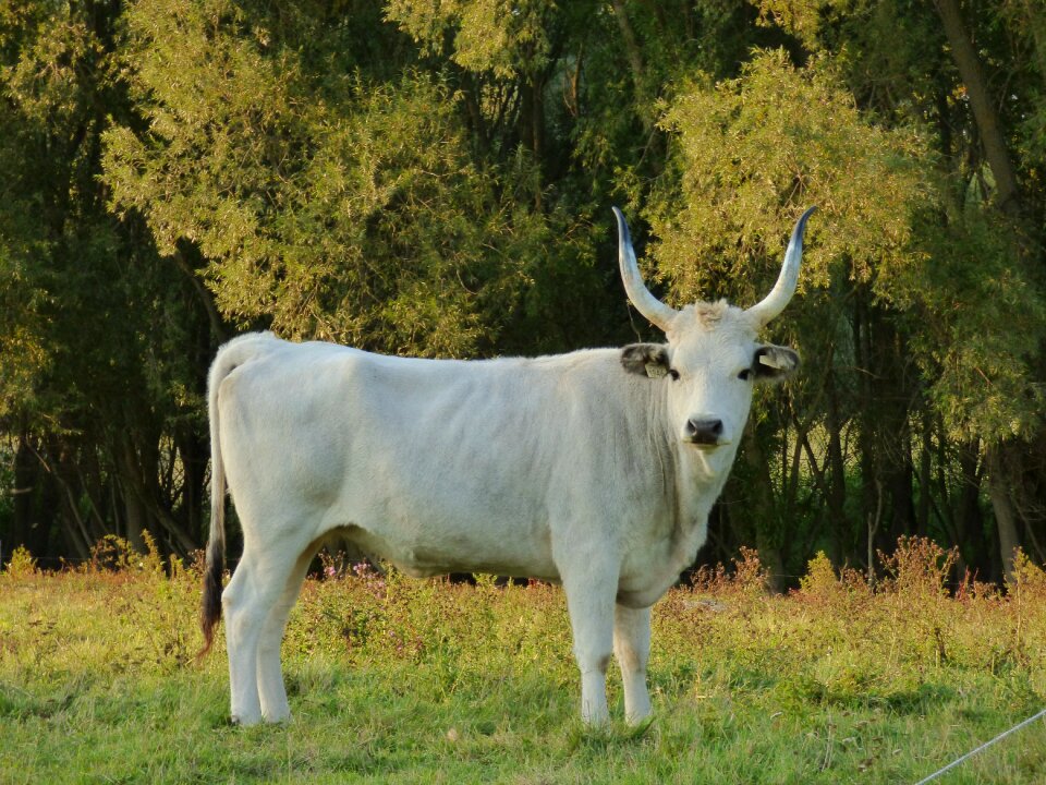 Antlers game management