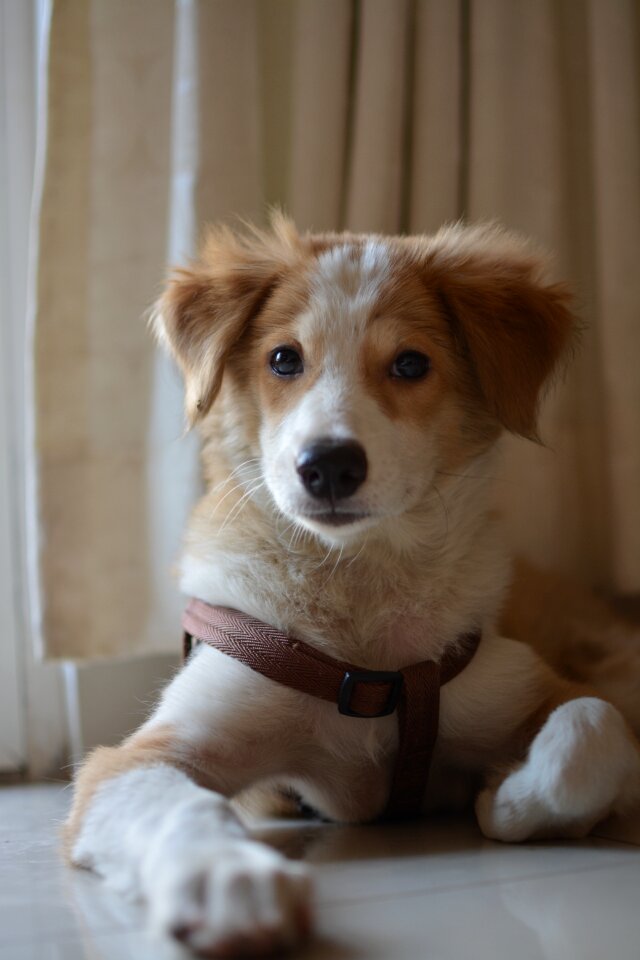 Canine animal puppy