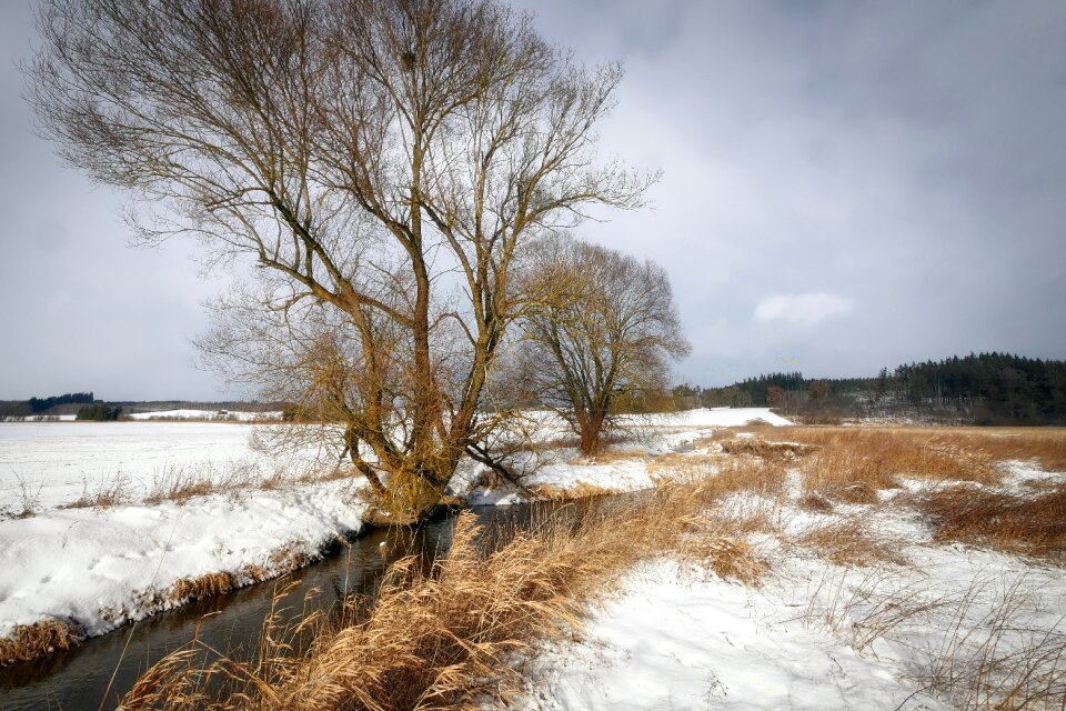 Tree weather snow