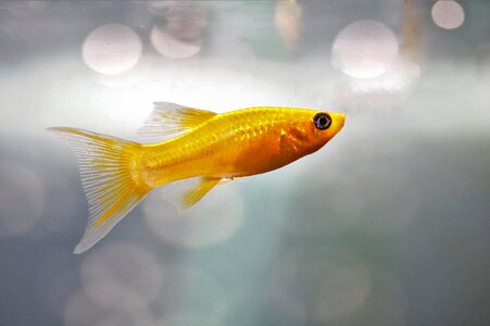 Fishy gold molly gold