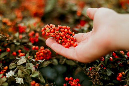 Hand farm garden