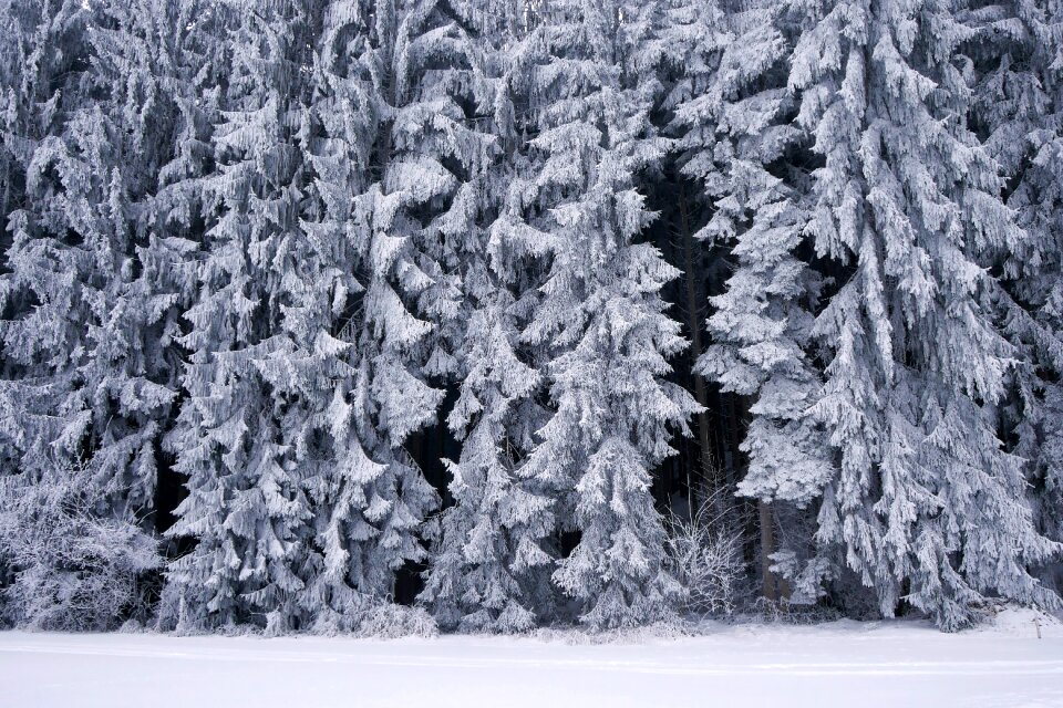 Cold frozen forest