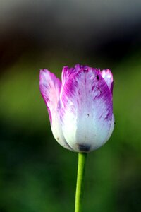 No one spring krupnyj plan