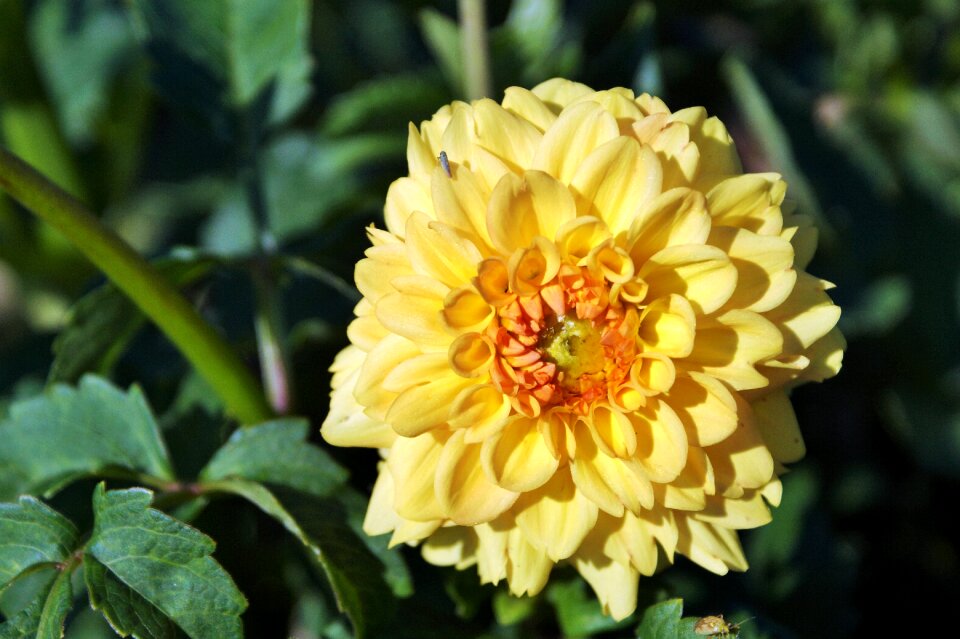 Dahlia garden garden plant blossom
