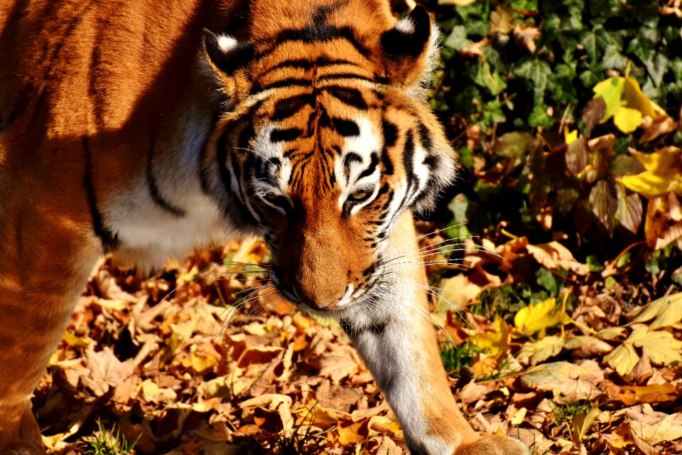 Fur beautiful dangerous