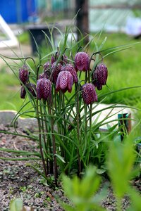 Outdoors summer fritillaria meleagris
