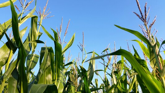 Agriculture corn fields field photo