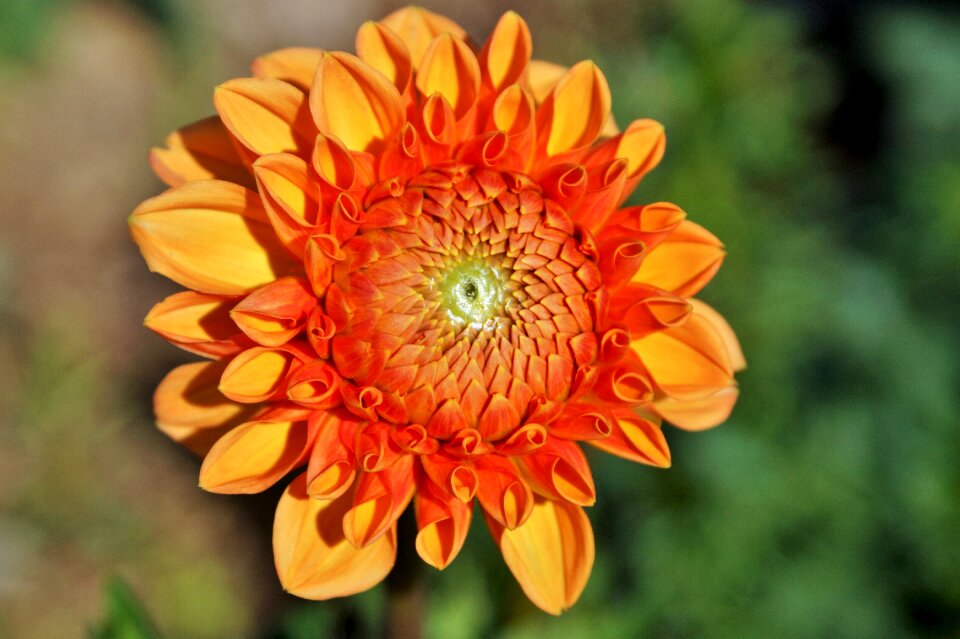 Dahlia garden garden plant blossom