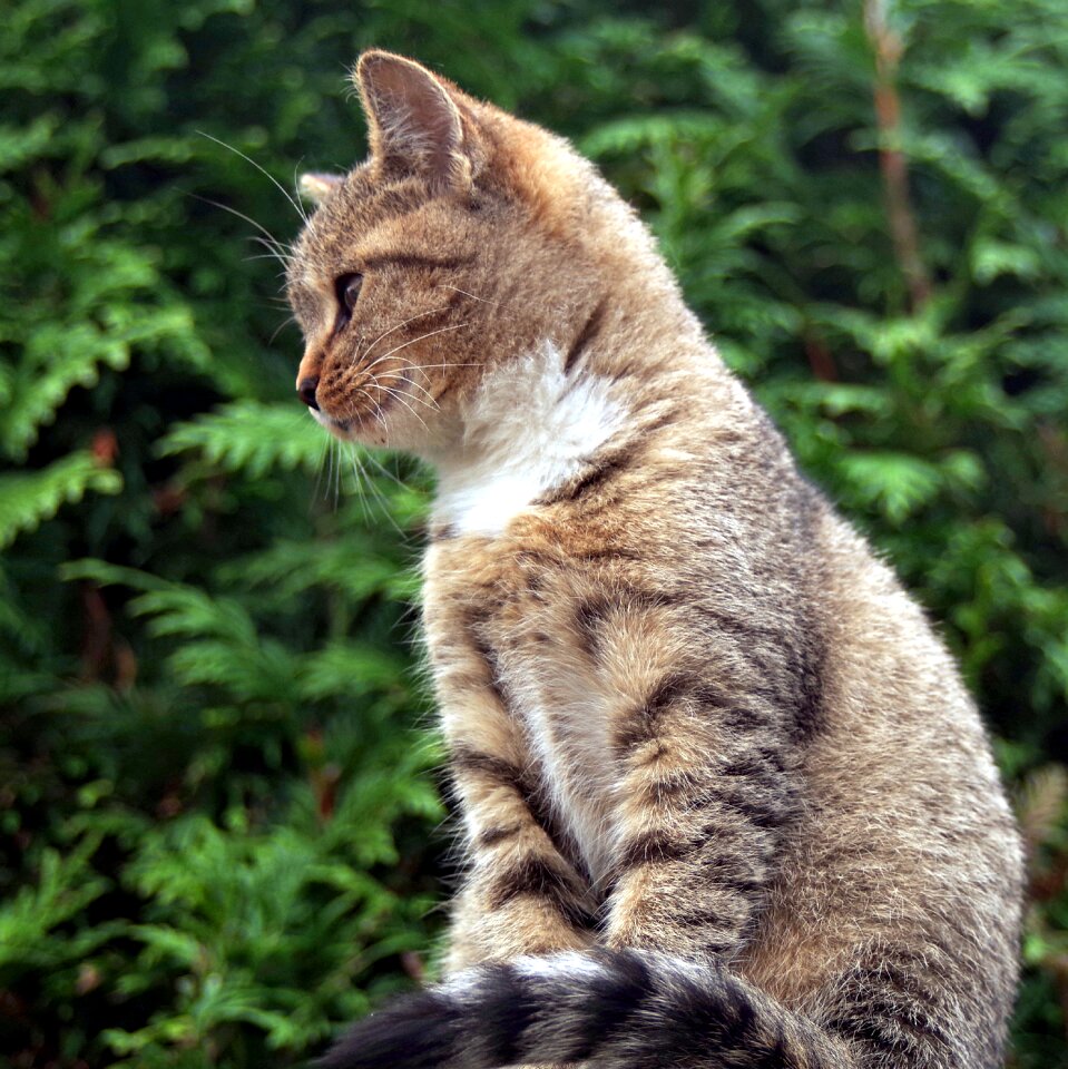 Look observe mammals