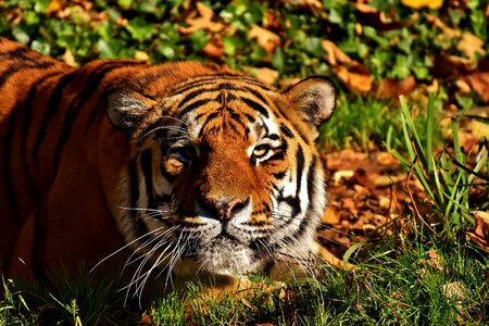 Fur beautiful dangerous