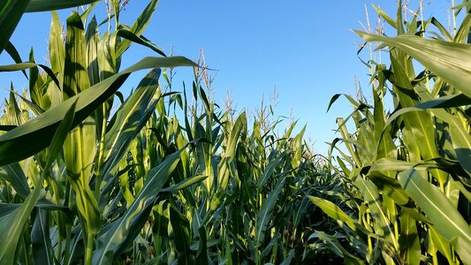 Agriculture corn fields field photo