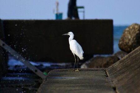 Waterside breakwater wild birds photo