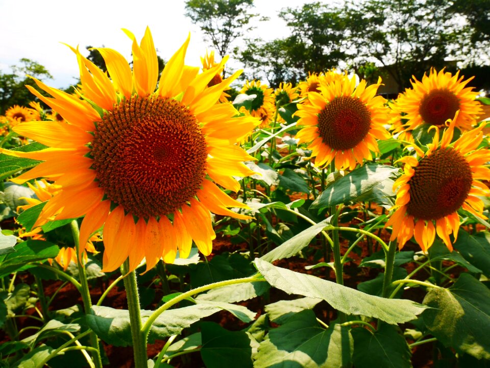 Honeybee blue sky yellow