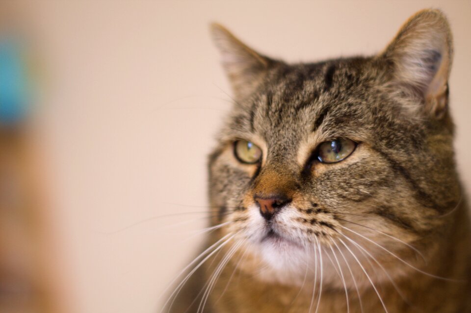 Cute cat animal