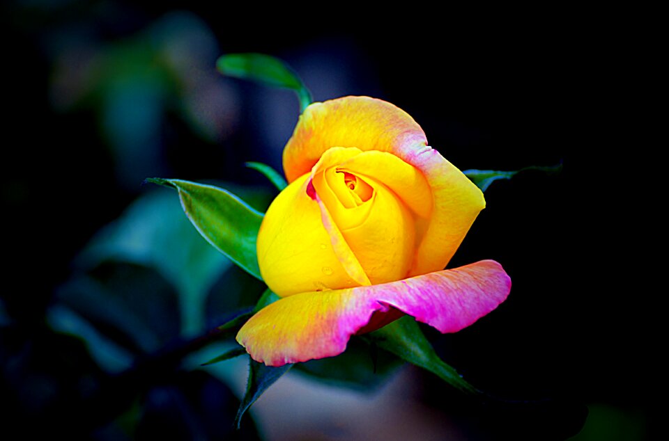 Petal rose beautiful
