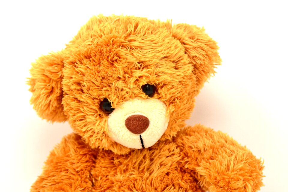Funny teddy bear cute