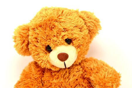 Funny teddy bear cute photo