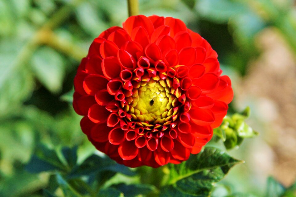 Dahlia garden garden plant blossom