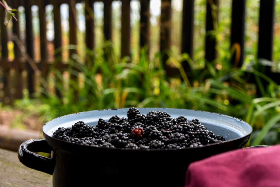 Container blackberry fruit