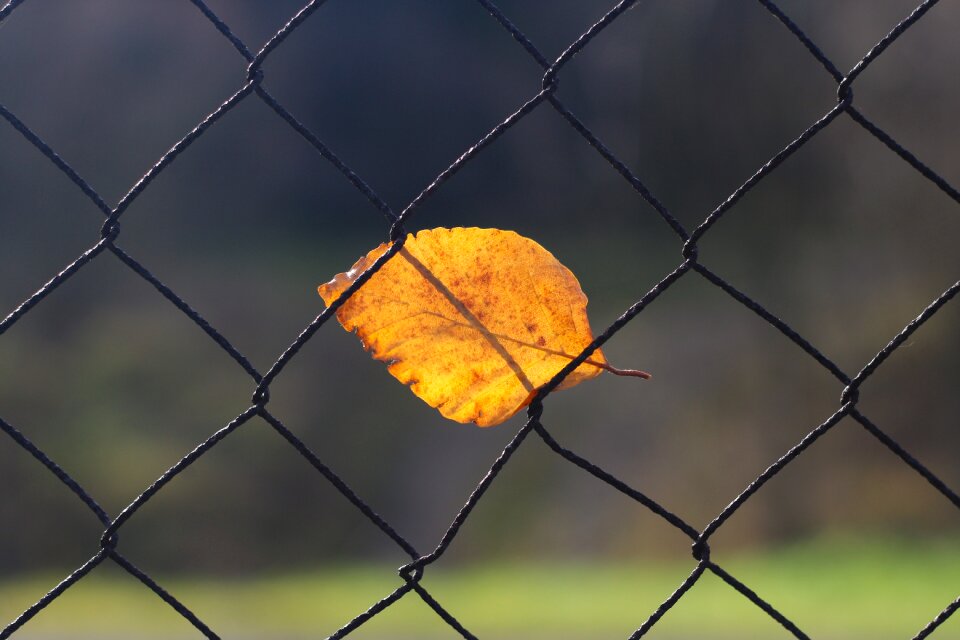 Leaf fence wire