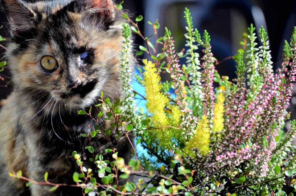 Autumn kitten flowers