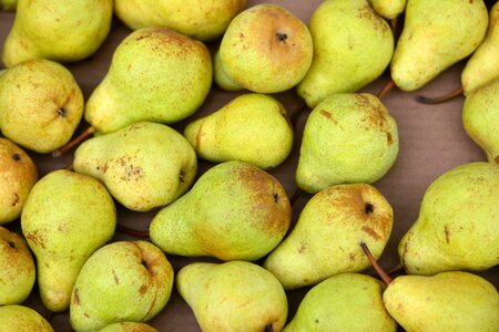 Harvest green yellow left untreated