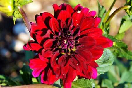 Dahlia garden garden plant blossom