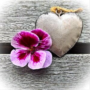 Heart flower pink purple photo