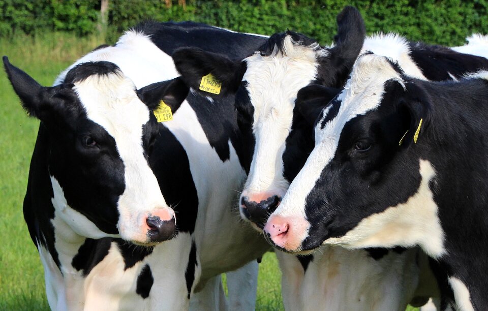Socializing cattle farming farm