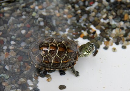 Turtle turtles Free photos