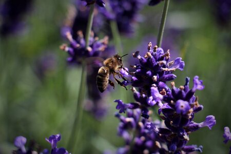 Bee lavender flowers photo