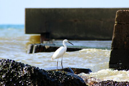 Waterside breakwater wild birds