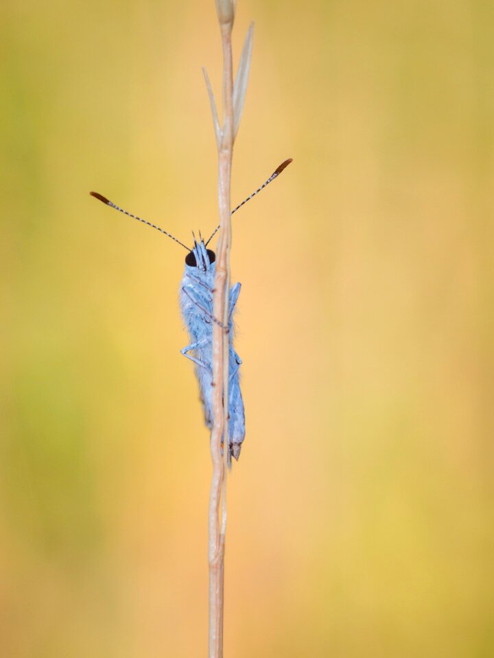 Close up animal color