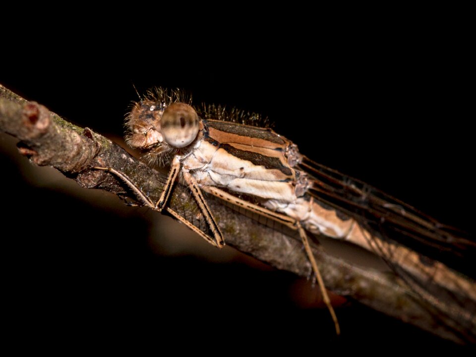 Close up nature macro photo