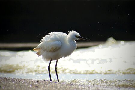 Waterside breakwater wild birds photo