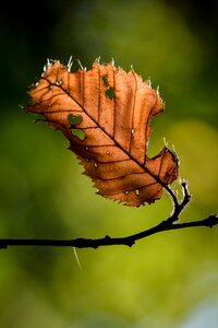 Fall foliage golden autumn nature photo