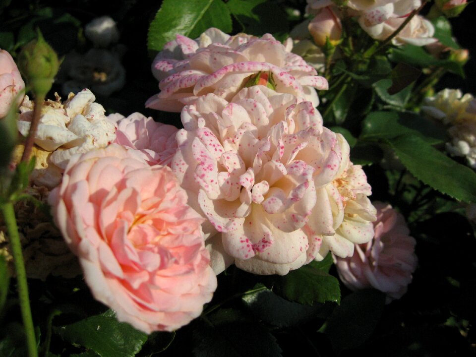 Summer rose blooms pink