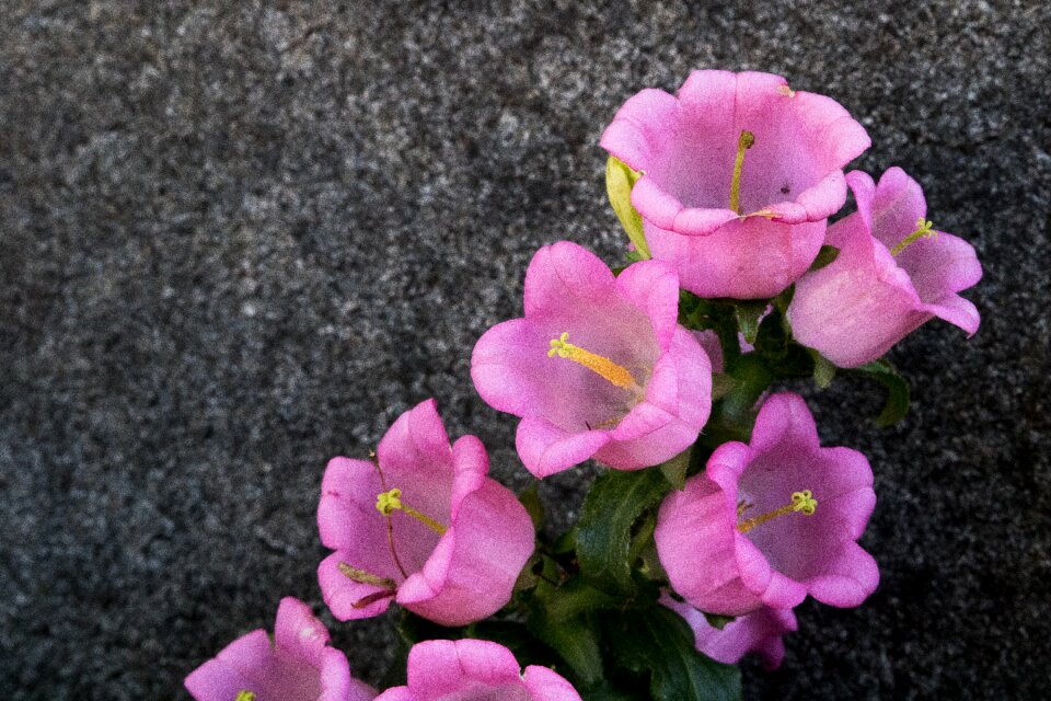 Petal garden spring