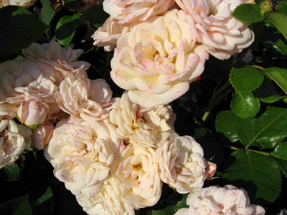 Summer rose blooms pink