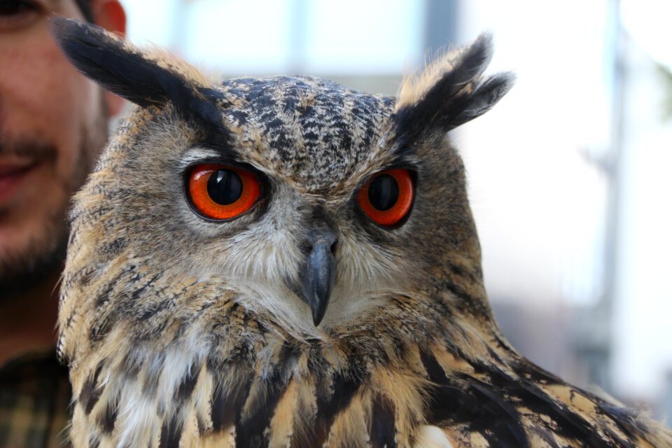 Head bird animal world