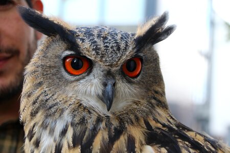 Head bird animal world