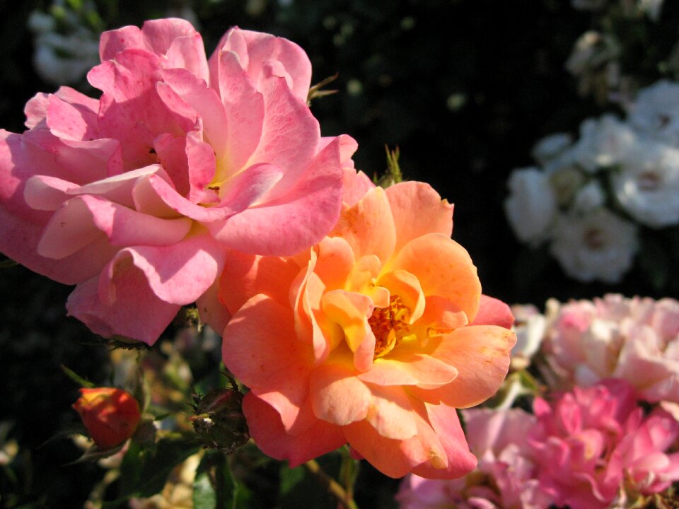Summer rose blooms pink