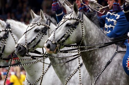 Horses tournament jump