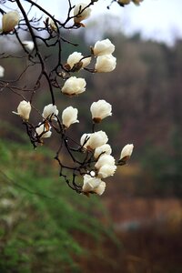 Outdoors plants magnolia photo