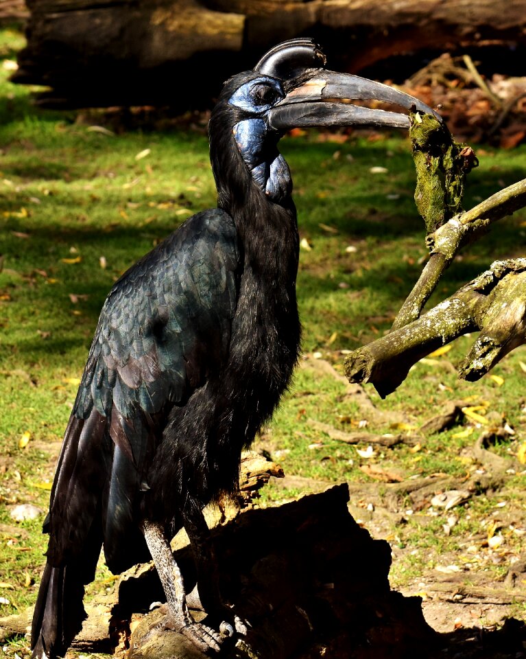 Zoo animal tierpark hellabrunn