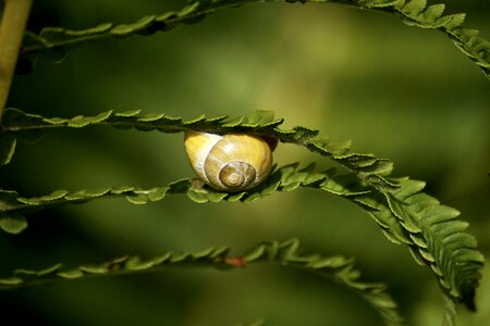Shell slimy land snail photo