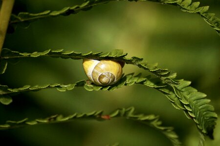 Shell slimy land snail