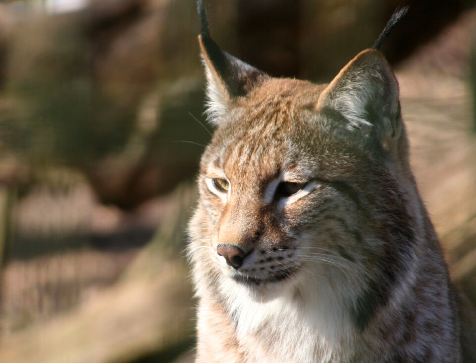 Nature animal france photo