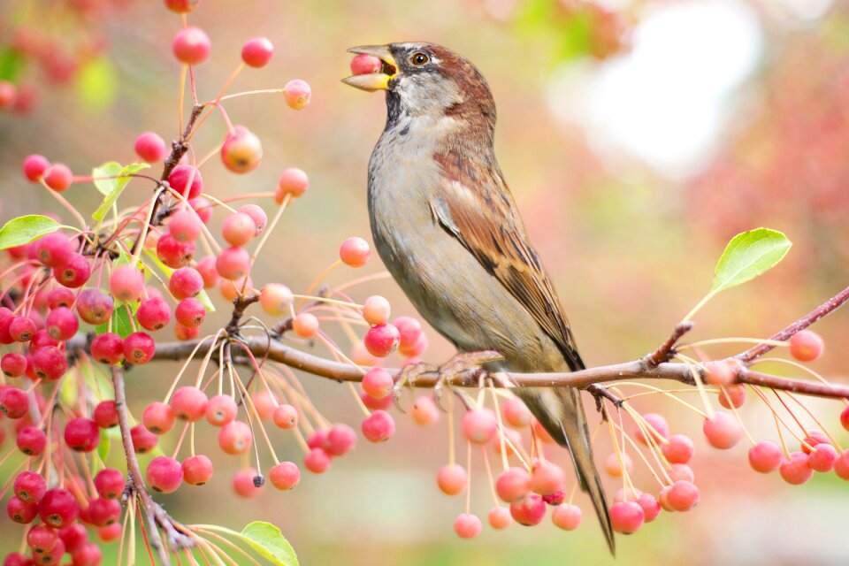 Berries nature tree